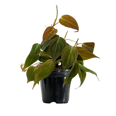 Le Philodendron micans