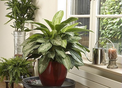 La plante zèbre (Aphelandra squarrosa)