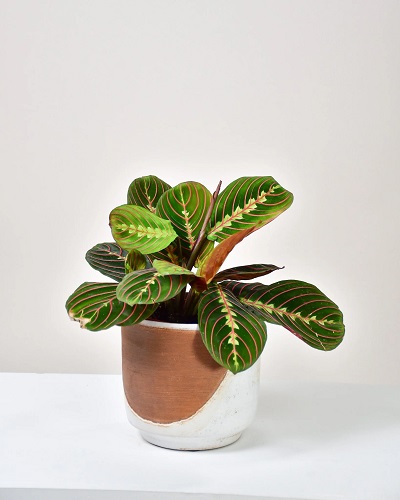 La Maranta Leuconeura