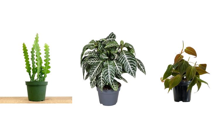 Plantes vertes d&rsquo;intérieur tendance